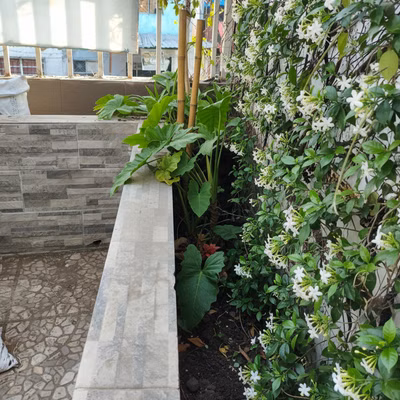 Trepadoras con olor (Jazmin) - Trepadoras con olor (Jazmin) Diseño de jardín tropical: Trepadoras con olor (Jazmin)